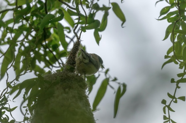 Eurasian Penduline Tit no ninho (Remiz pendulinus)