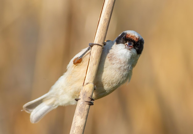 Eurasian penduline tit remiz pendulinus O pássaro macho canta sentado em um caule de junco