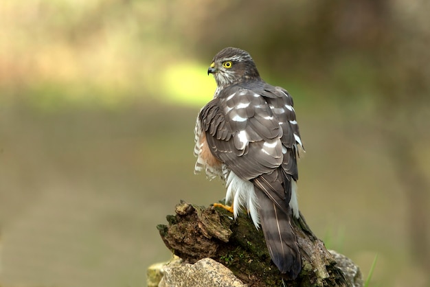 Eurasian Sparrow Hawk erwachsene Frau in einem natürlichen Wasserpunkt mit den letzten Lichtern des Nachmittags