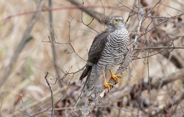 Eurasian Sparrowhawk Accipiter nisus O pássaro senta-se em um galho de árvore procurando por presas