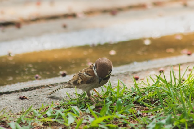 Eurasian Tree Sparrow está no chão