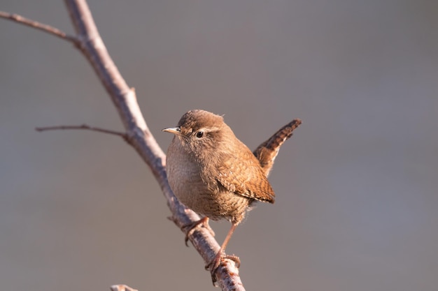 Eurasian wren troglodytes troglodytes. aves selvagens em um habitat natural.