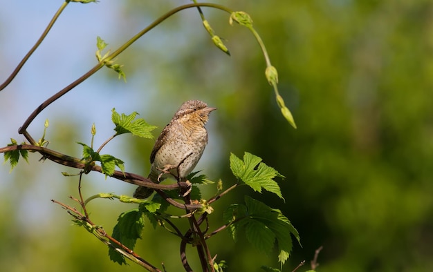 Eurasian wryneck Jynx torquilla Um pássaro senta-se em um galho de um arbusto