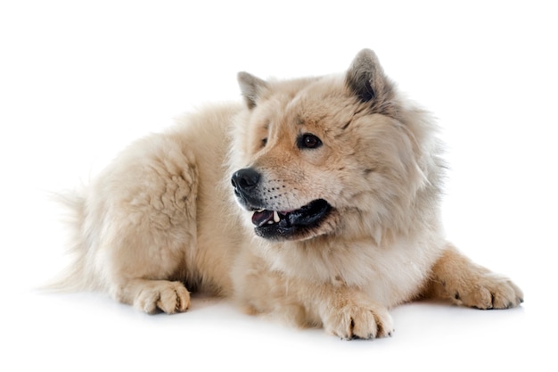 eurasier