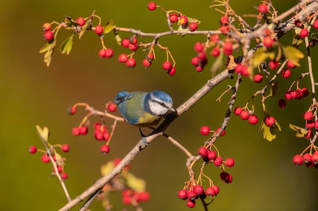 Eurasische Blaumeise (Cyanistes caeruleus) Cordoba, Spanien