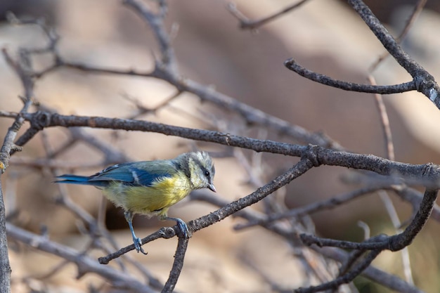 Eurasische Blaumeise Cyanistes caeruleus Cordoba Spanien