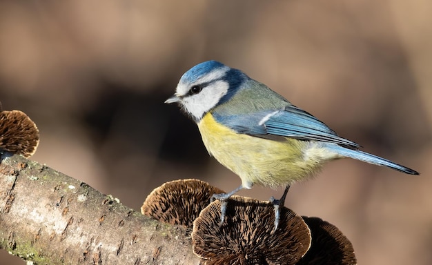 Eurasische Blaumeise Cyanistes caeruleus Ein Vogel sitzt auf einem Pilz