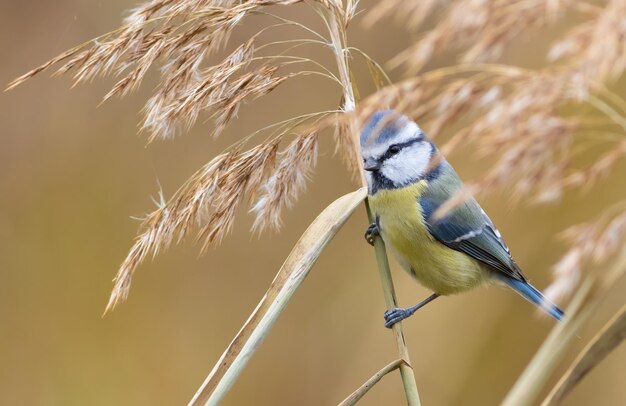 Eurasische Blaumeise Cyanistes caeruleus Ein Vogel sitzt auf einem Schilfhalm an einem Flussufer