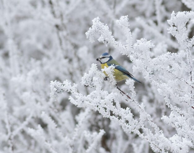 Eurasische Blaumeise Cyanistes caeruleus Winter Ein Vogel sitzt auf einem Ast und hält eine Beere im Schnabel