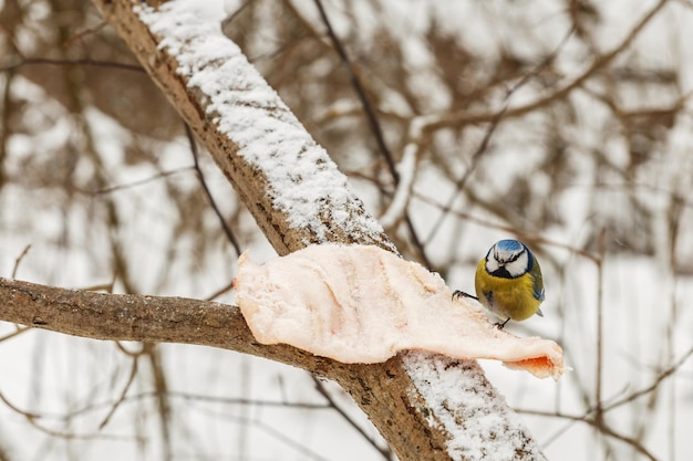 Eurasische Blaumeise