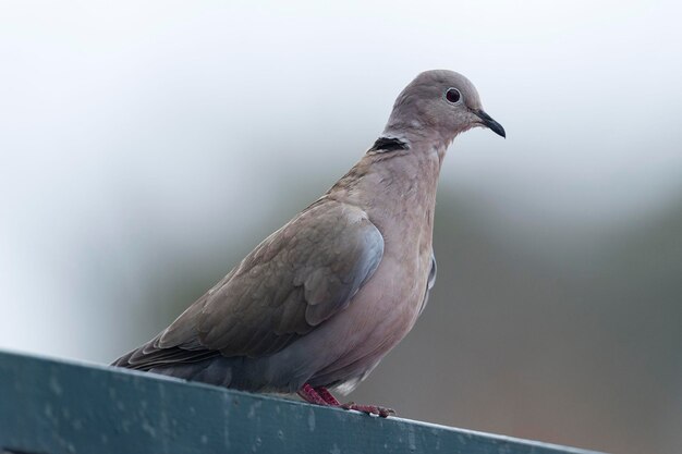 Foto eurasische halsbandtaube streptopelia decaocto malaga spanien