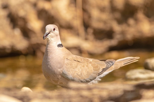 Eurasische Halsbandtaube Streptopelia decaocto Malaga Spanien