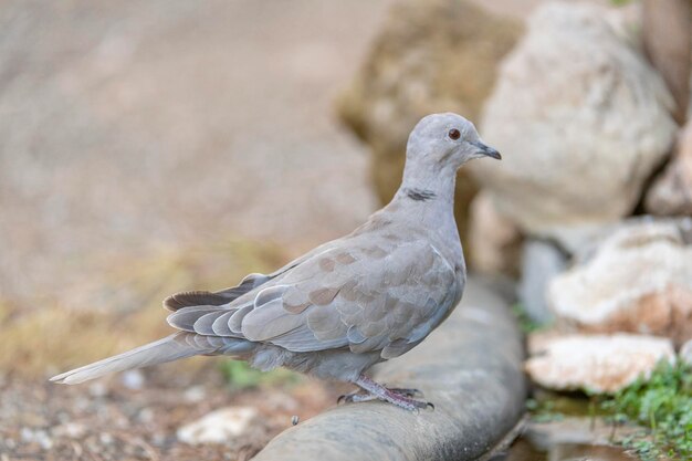 Eurasische Halsbandtaube (Streptopelia decaocto) Malaga, Spanien