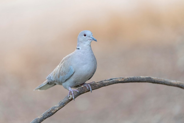 Eurasische Halsbandtaube (Streptopelia decaocto) Malaga, Spanien