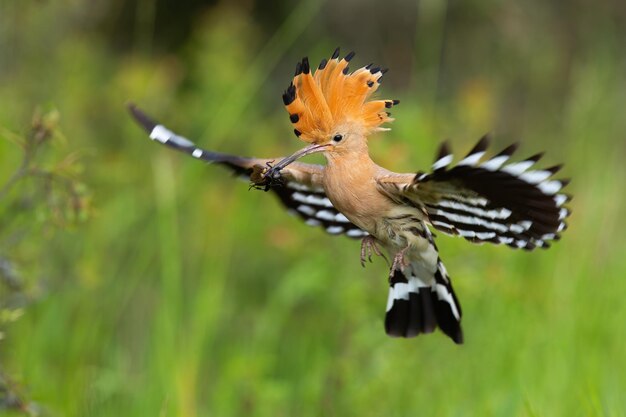 Eurasische Hoopoe upupa epops landen im Sommer auf der grünen Wiese Farbiger Vogel mit Rumpf im Sommer im Flug Orange gefiedertes Tier schwebt in der Luft