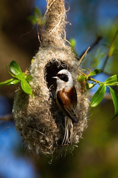 Eurasische Pendelmeise, die auf hängendem Nest im Bau sitzt