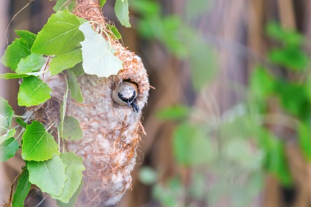 Eurasische Pendelmeise im Nest (Remiz pendulinus)