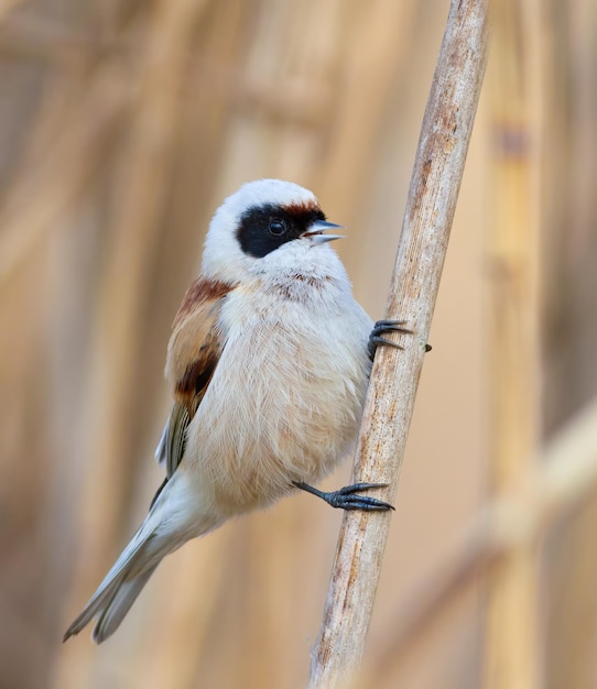 Eurasische Pendelmeise remiz pendulinus Ein Vogel singt, während er auf einem Schilfrohrstiel sitzt