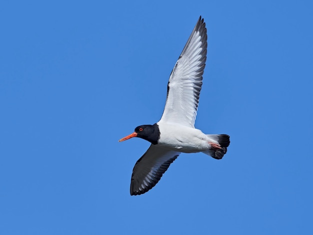 Eurasischer Austernfischer Haematopus ostralegus