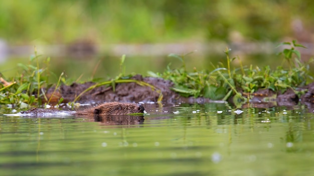 Eurasischer Biber, Rizinusfaser, schwimmend im Wasser in der Sommernatur nahe seinem Damm.