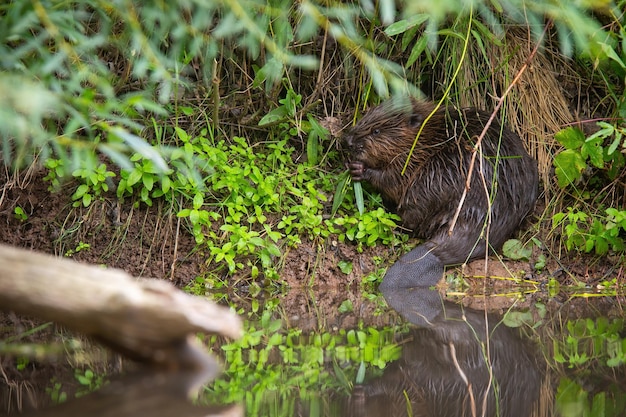 Eurasischer Biber sitzt am Flussufer im Sommerwald