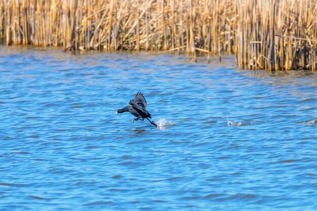 Eurasischer Blässhuhn läuft auf dem Wasser