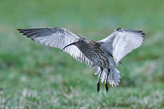 Eurasischer Brachvogel (Numenius arquata)