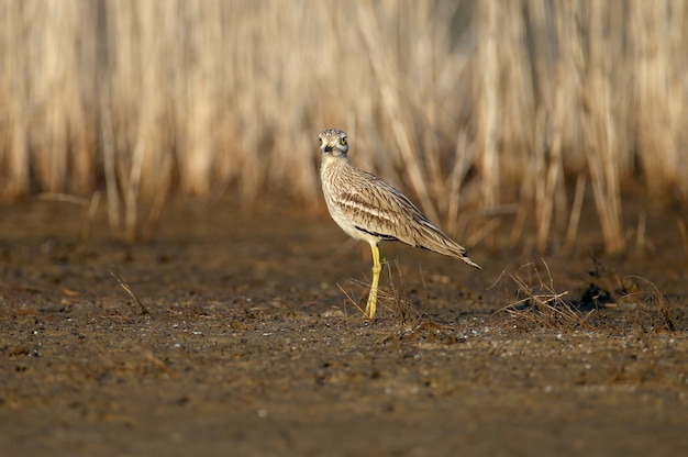 Eurasischer Brachvogel. Seltener und exotischer Vogel im natürlichen Lebensraum