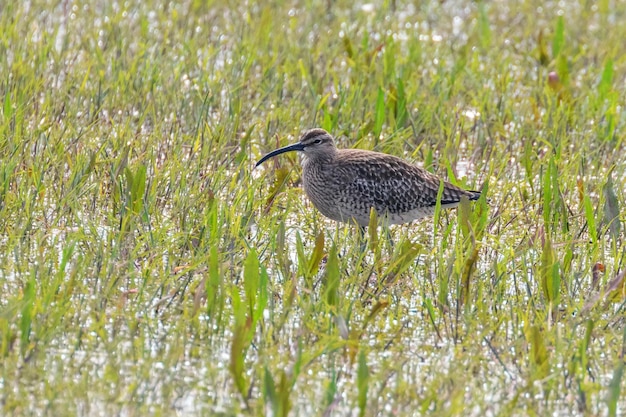 Eurasischer Brachvogel steht im niedrigen Sumpfgrasland