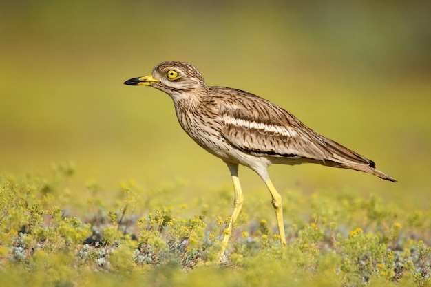 Eurasischer Brachvogel