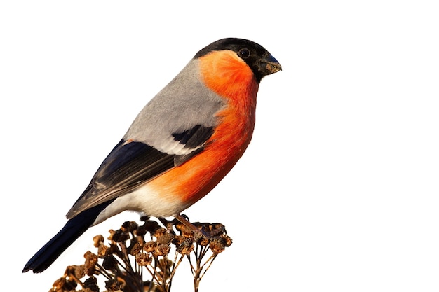 Eurasischer Dompfaff, Pyrrhula Pyrrhula, sitzend auf trockener Blume, ausgeschnitten auf Rohling.