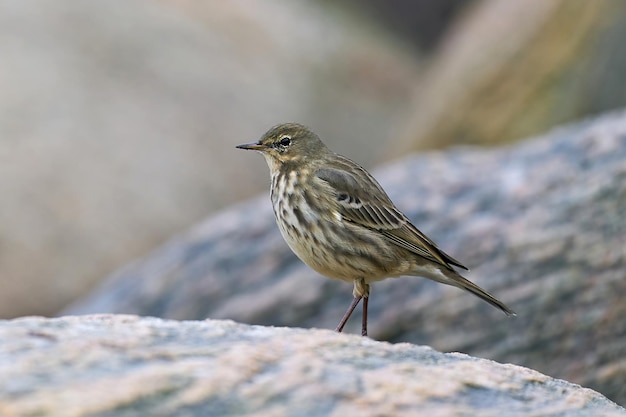 Foto eurasischer felsenpieper anthus petrosus