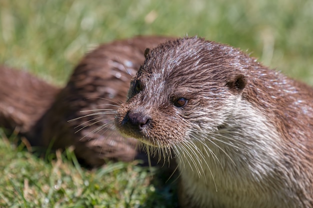 Eurasischer Fischotter (Lutra lutra) ruht in der Sonne