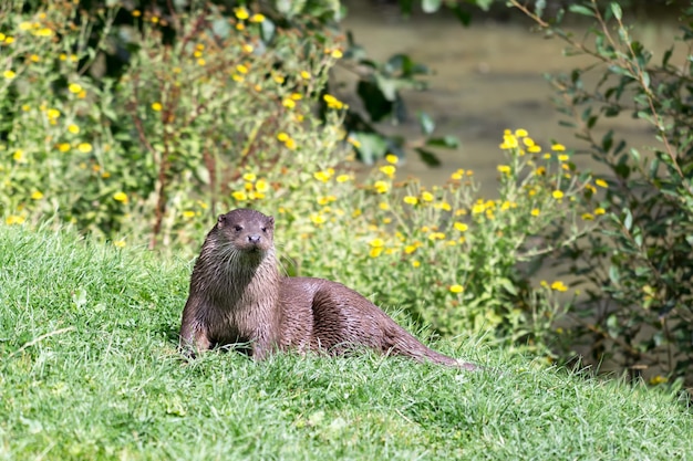 Eurasischer Fischotter (Lutra lutra)