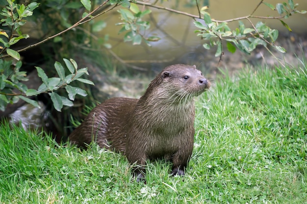 Eurasischer Fischotter (Lutra lutra)