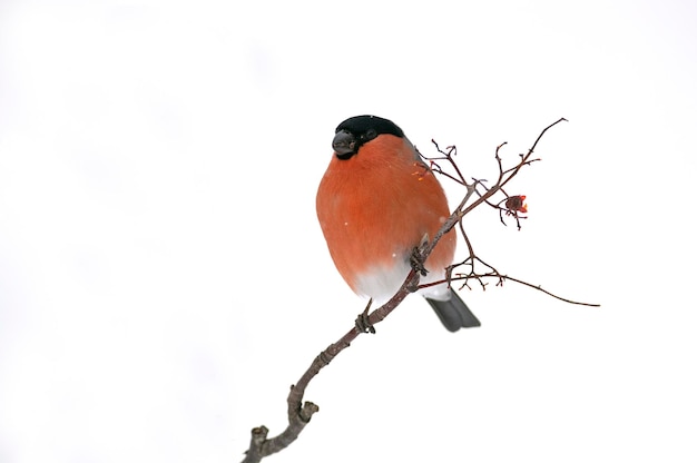 Eurasischer Gimpel männlich, der Beeren in einem Eichenwald unter starkem Schneefall im Januar isst