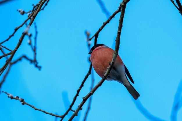 Eurasischer gimpel (pyrrhula pyrrhula) auf dem baum