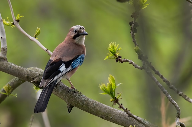 Eurasischer Jay, der auf einem Zweig im Wald sitzt