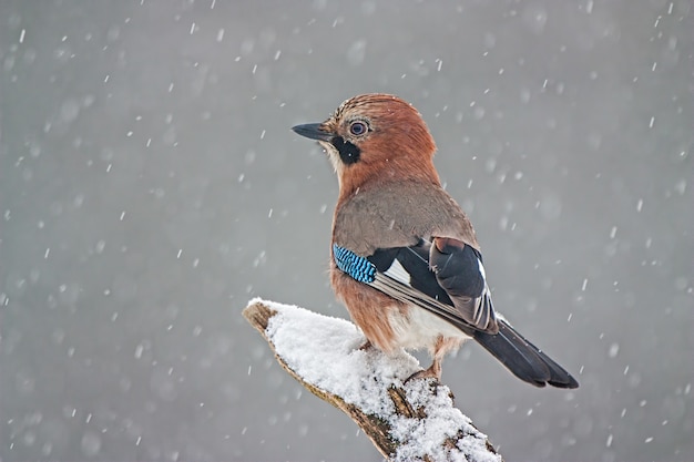 Eurasischer Jay, der auf einem Zweig während eines Schneesturms sitzt