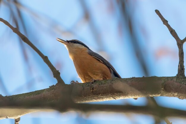 Eurasischer Kleiber, kleiner Singvogel (Sitta europaea) Holz-Kleiber