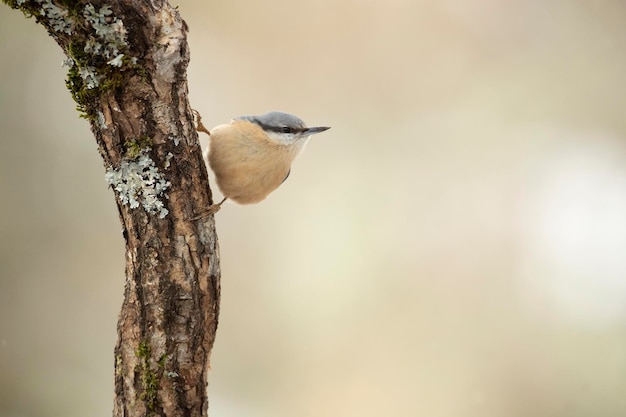 Eurasischer Kleiber mit den letzten Lichtern in einem Wald aus Eichen und Kiefern