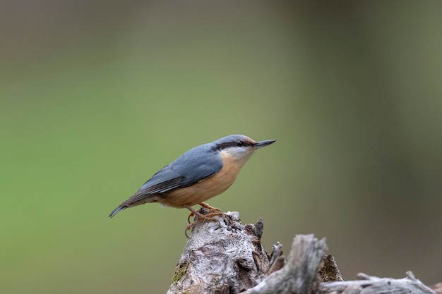 Eurasischer Kleiber (Sitta europaea) Leon, Spanien