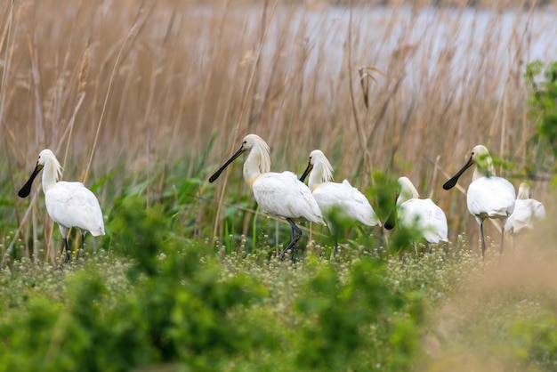 Eurasischer Löffler im sumpfigen Graslandlebensraum