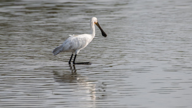 Eurasischer Löffler in der Flachwasserlagune im Bundala-Nationalpark