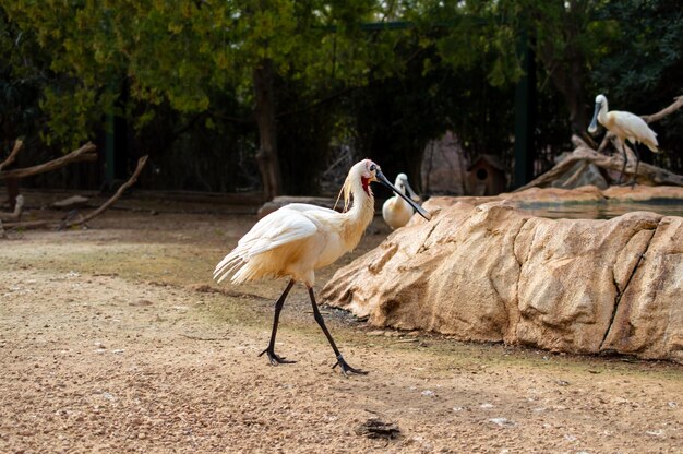 Foto eurasischer löffler oder gemeiner löffler platalea leucorodia griechenland zoo