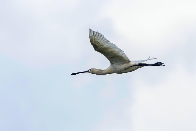 Eurasischer Löffler (Platalea leucorodia) im Flug