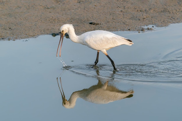 Eurasischer Löffler (Platalea leucorodia) zu Fuß im seichten Wasser auf der Jagd nach Nahrung.