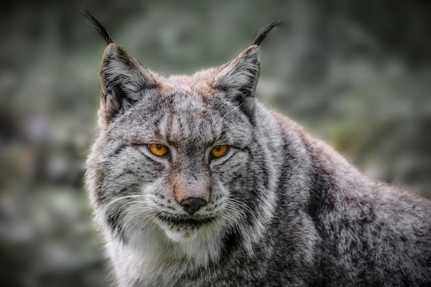 Foto eurasischer luchs in nahaufnahme