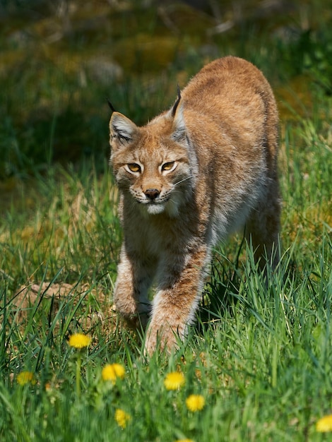 Eurasischer Luchs Luchs Luchs