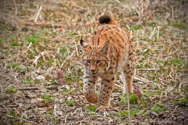 Eurasischer Luchs wandert im Herbst in natürlicher Umgebung